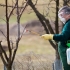 Kako hraniti krušku u jesen kako bi bila dobra žetva